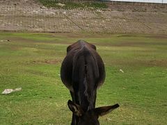 -蜀九香火锅(九眼桥店)