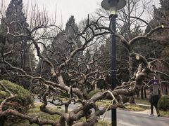 -清华大学-甲所餐厅