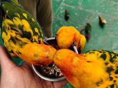 -西霞口神雕山野生动物世界