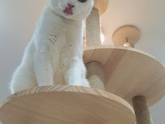 -喵园·猫主题咖啡厅·撸猫·猫咖(国贸店)