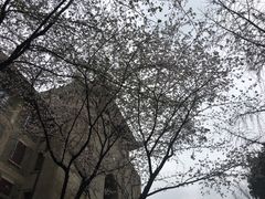 -武汉大学-樱园
