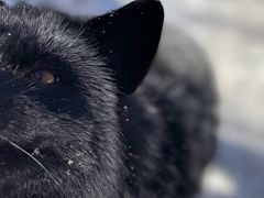 -宫城藏王狐狸村