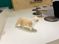 -飞行喵MR PILOT|猫舍·猫咖(静安大融城店)