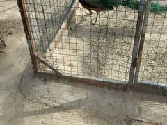 -意大利农场度假村