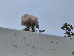 -石家庄市植物园