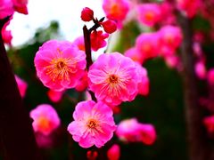 -天鹅湖体育公园