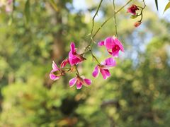 -深圳市中科院仙湖植物园