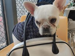 -怪兽屋·羊驼·猫咖·狗咖(俊华广场店)