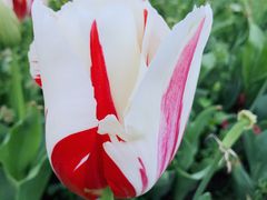 -上海鲜花港
