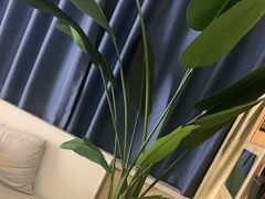 -新紫霞养生·影院足道·SPA(金山区店)