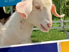 -桃园农庄·桃源宴