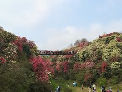 -贵州百里杜鹃风景名胜区
