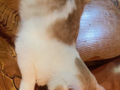 -蓝鲸·缅因猫舍