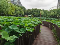 -陈家山荷花公园