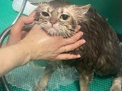 -北京观赏动物医院·24小时大型综合·猫专科·异宠专科