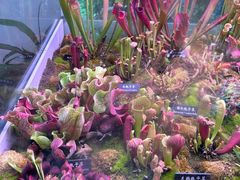 -中国科学院西双版纳热带植物园