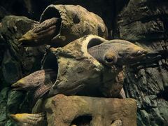 -珠海长隆海洋王国