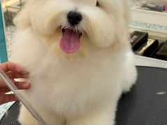 -momokira米努特·德文卷毛猫·棉花面纱犬