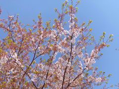-顾村公园