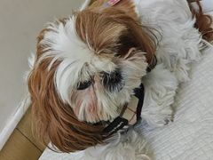 -美联众合动物医院·24h转诊中心
