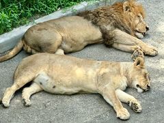 -大连森林动物园