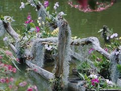 -深圳仙湖植物园