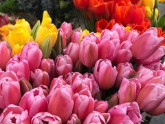 -秦美花卉(天朗·莱茵小城2期店)