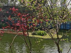 -重庆彩云湖湿地公园