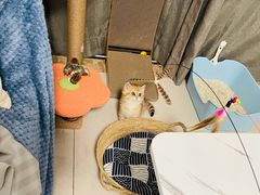 -小猫来了·猫舍(红山六九七九店)