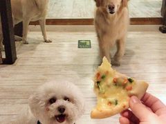 -百好乐宠物友好餐厅(朝外大街店)