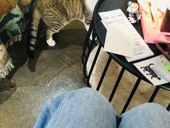 -喵屿·大理花园猫咖