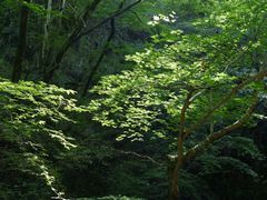 -牛背梁国家森林公园