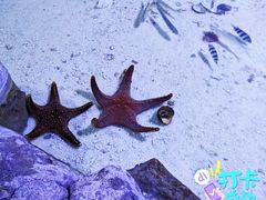 -多彩贵州城极地海洋世界