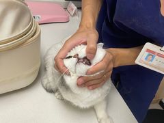 -艾贝尔宠物医院 ·中兽医·宠保定点(北门桥店)