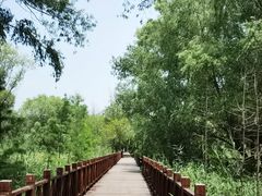 -微山湖红荷湿地景区