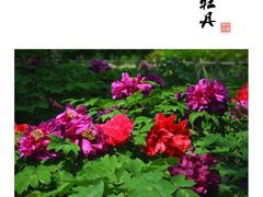 -天津水上公园