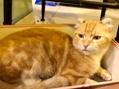 -平行世界·猫咖(首经贸店)