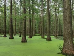 -渌洋湖湿地公园