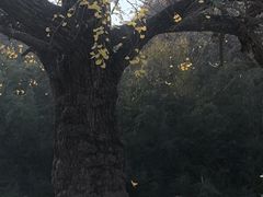 -千年银杏谷文化旅游区