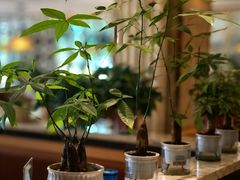 -梅飞酒家(名辉豪庭店)