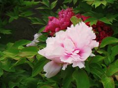 -莲花池公园