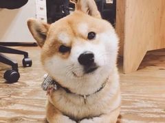 -CoCo壱番屋(久光百货店)