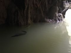 -怀托摩萤火虫洞