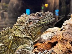 -酷以爬仙阁实体爬宠店·守宫·蜥蜴·专业繁育