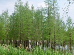 -白鹭湾湿地公园