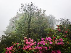 -梧桐山风景名胜区