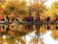 -金塔沙漠胡杨林景区