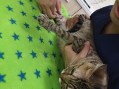-凯特喵百思猫专科医院
