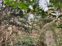 -上海佘山国家森林公园天马山园