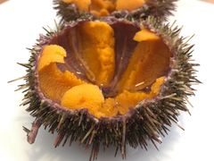 马粪海胆-海胆小馆(东北水饺·春柳店)